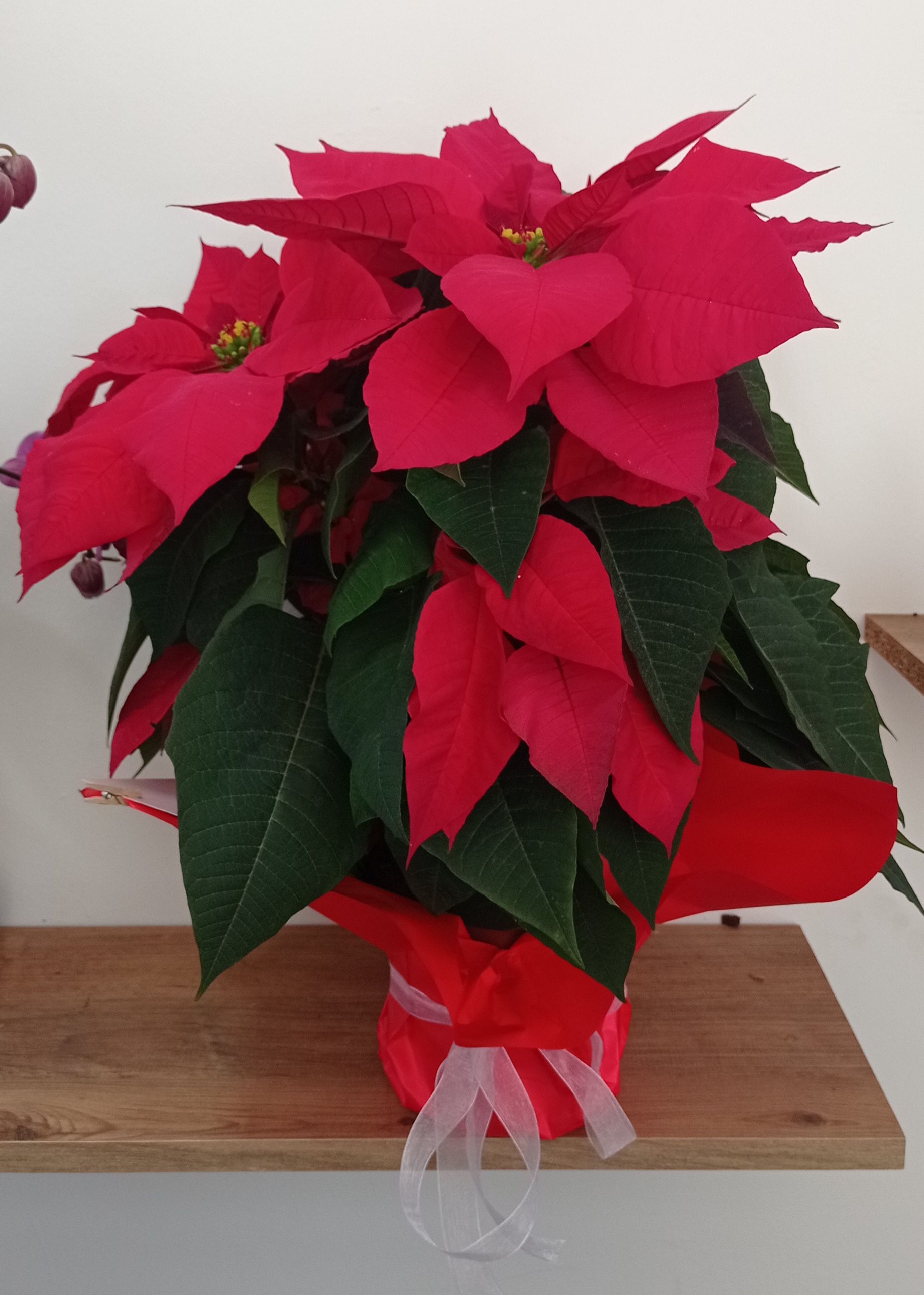 Atatürk Çiçeği ponsetya