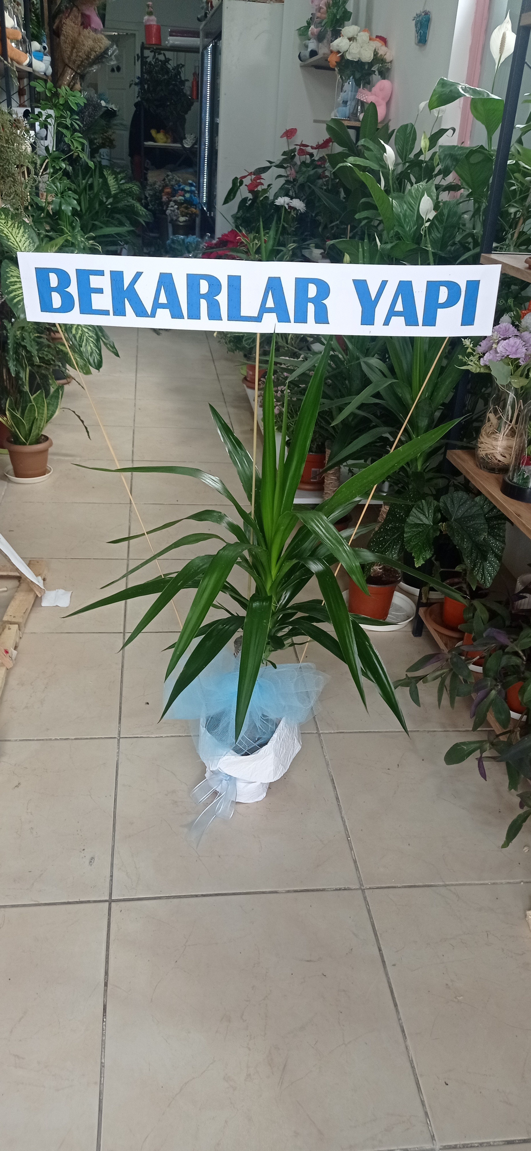 Yuka Bitkisi Tek Dallı