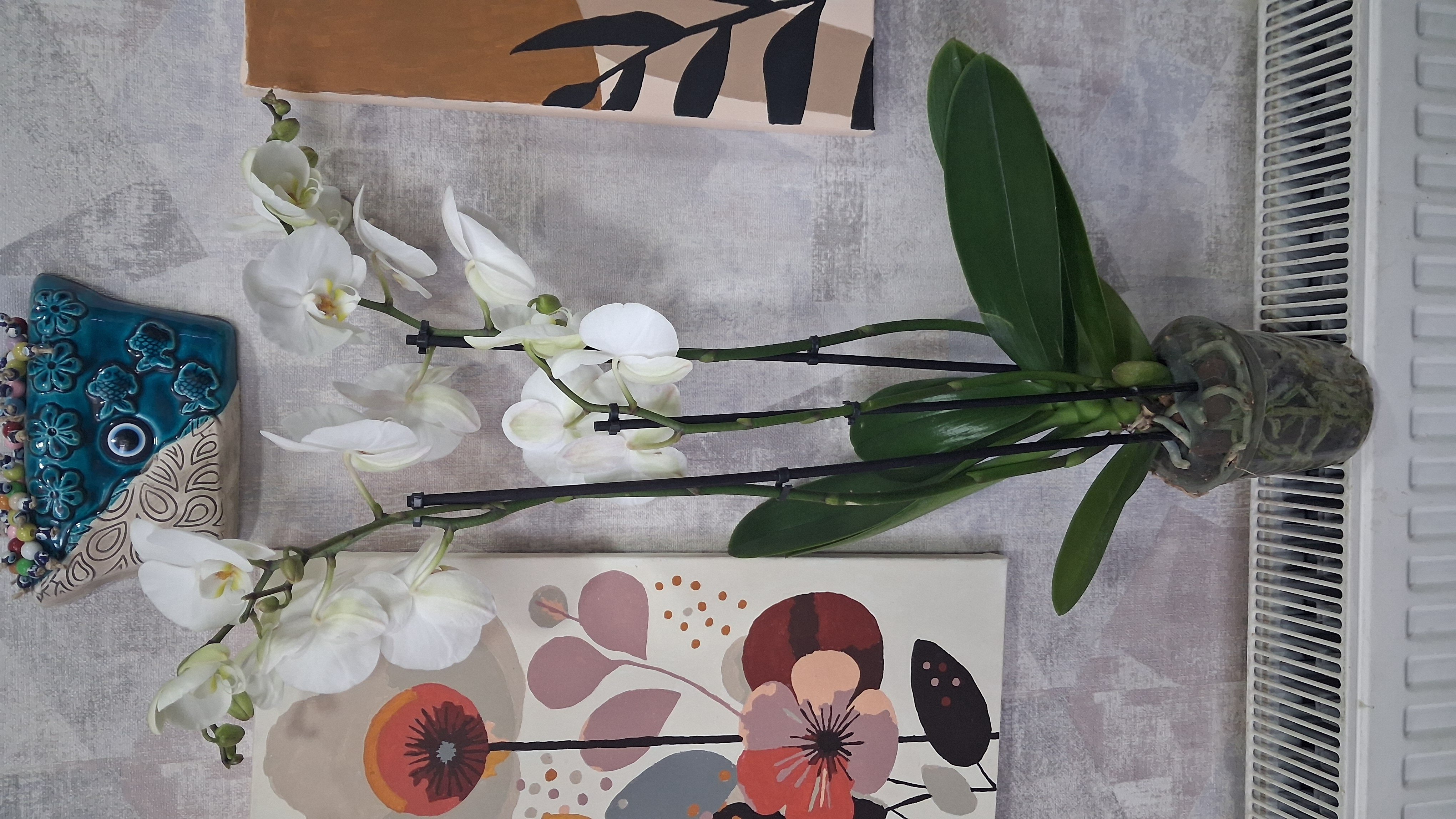 Çift Dal Beyaz Orkide 