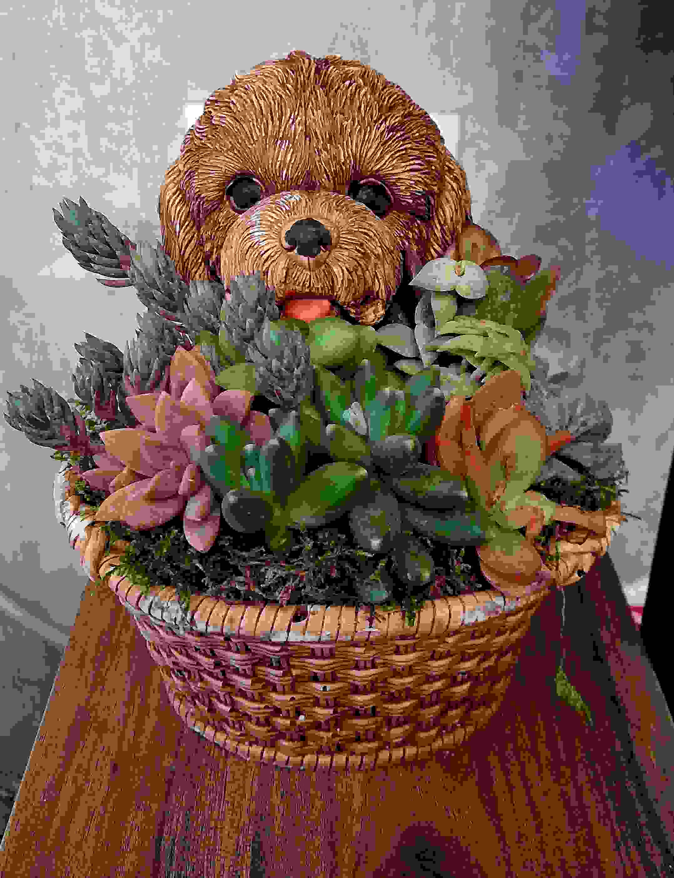 Köpekli Saksıda Sukulent Arajmanları 