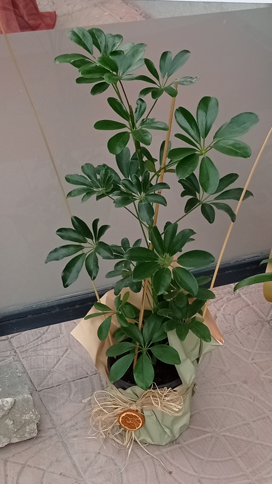 Sheflera Çiçeği - Görsel 2