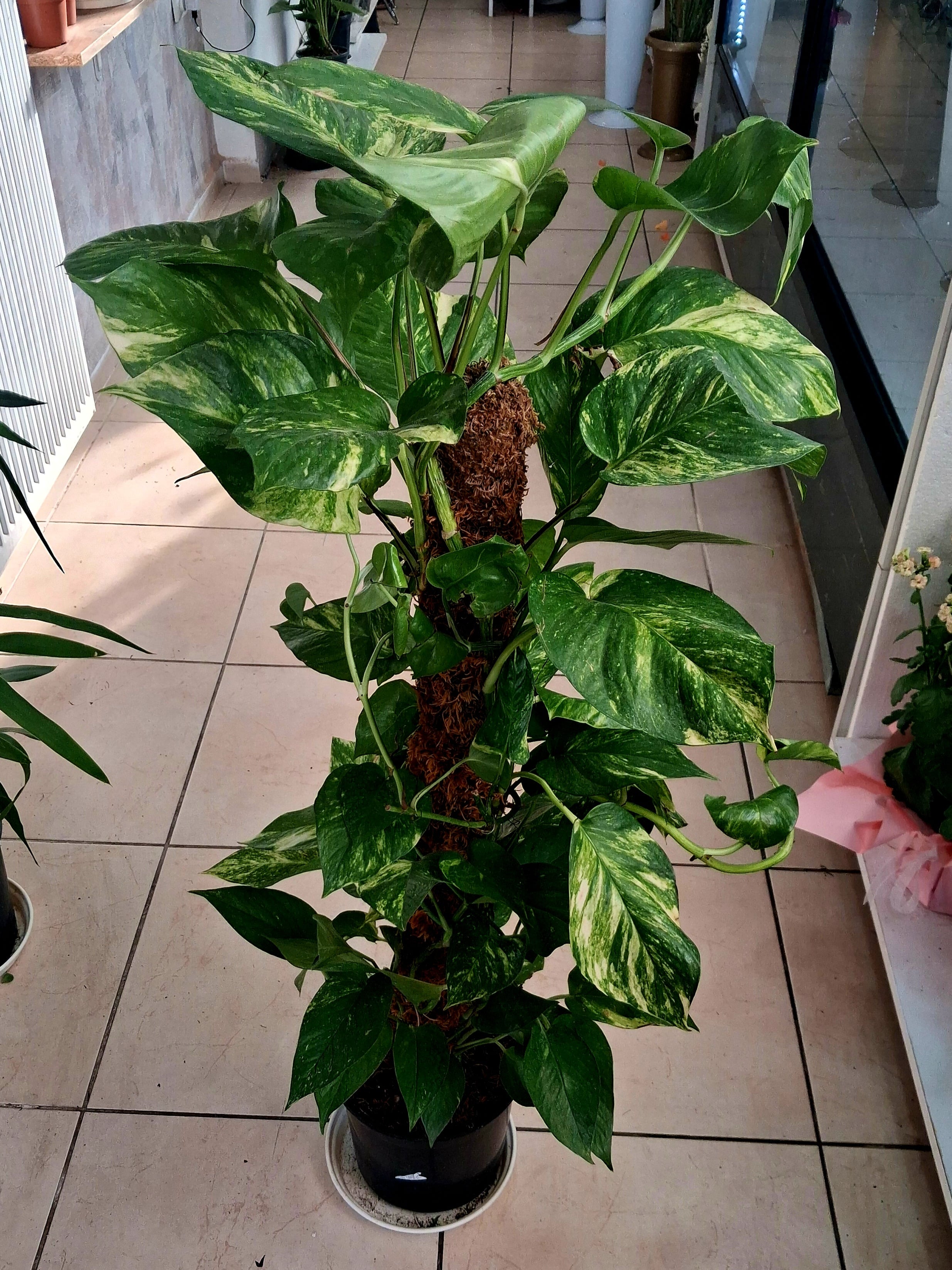 Patos Sarmaşığı  - Görsel 2