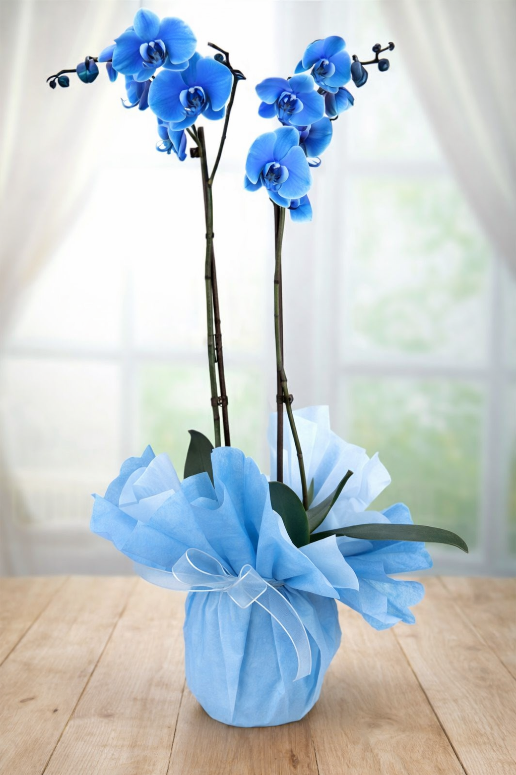 Mavi Orkide  - Görsel 2