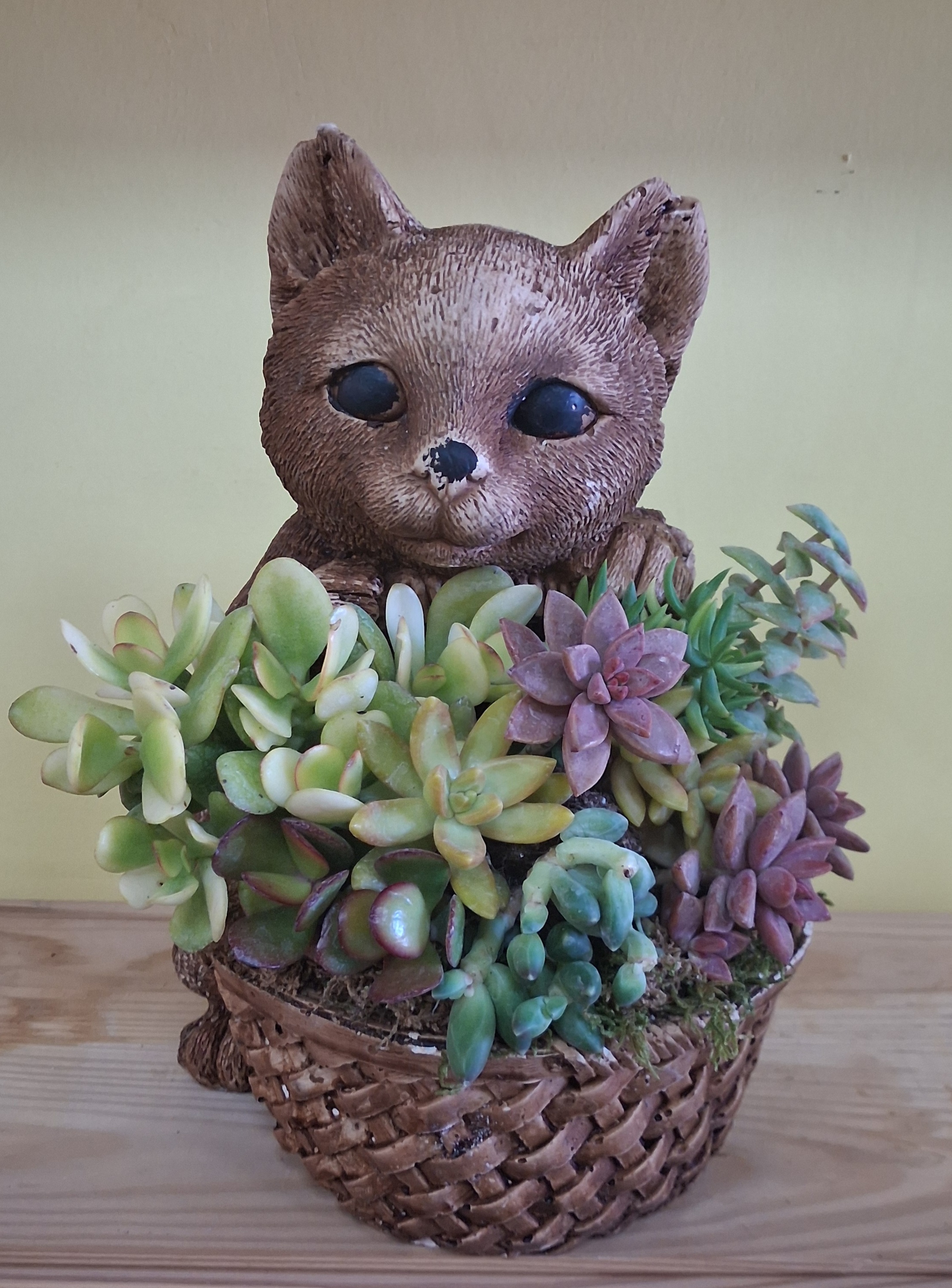 Kedili Saksıda Sukulent Arajmanı - Görsel 2