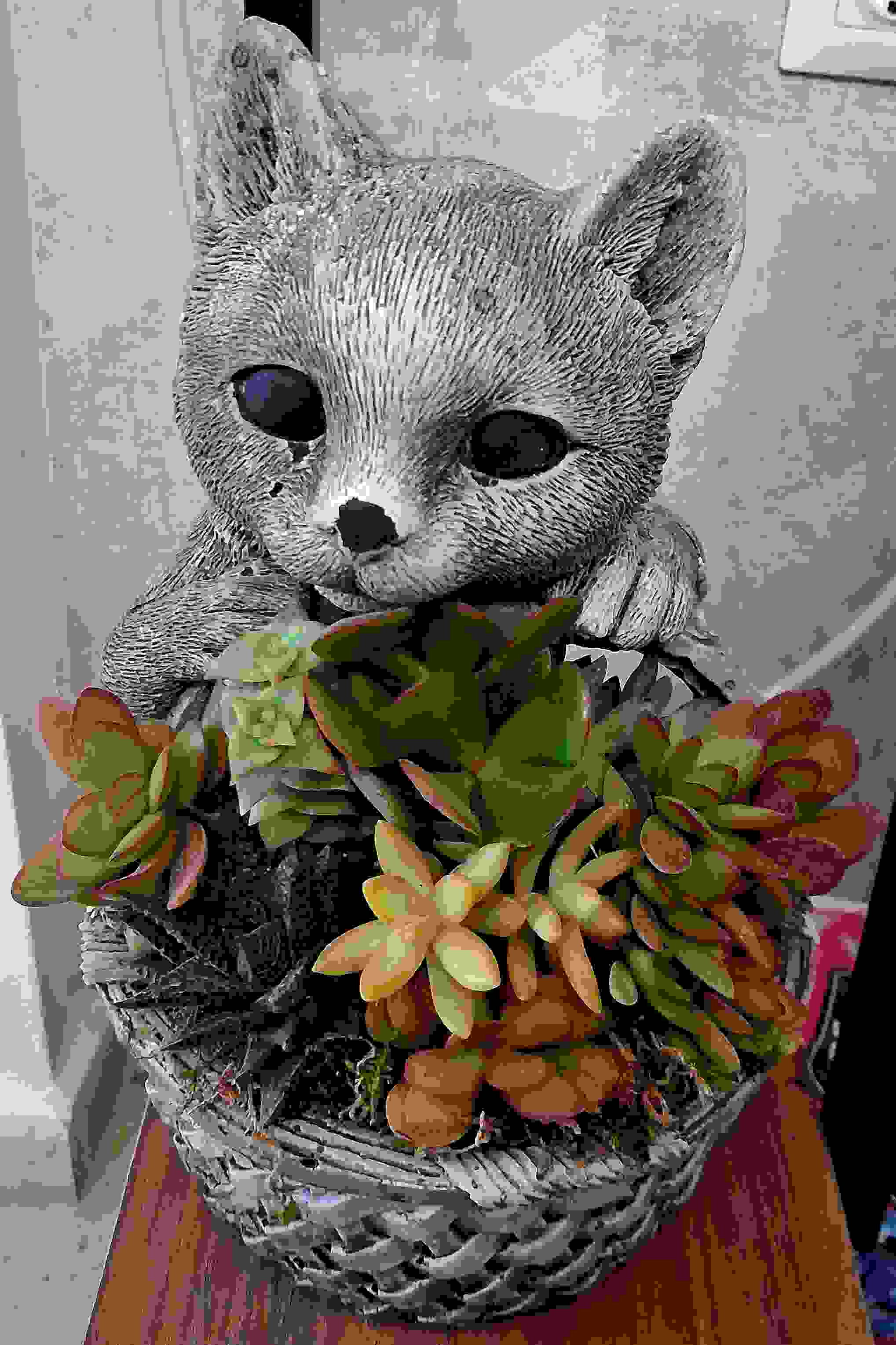 Kedili Saksıda Sukulent Arajmanı - Görsel 3