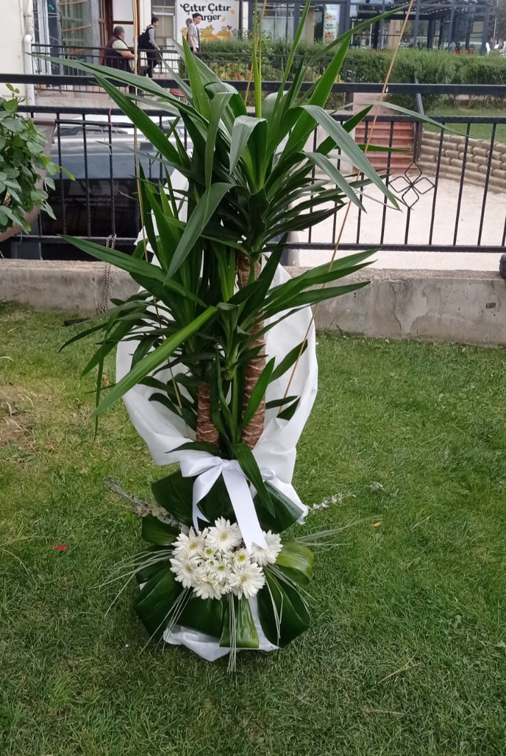 Üç Dal Yuka