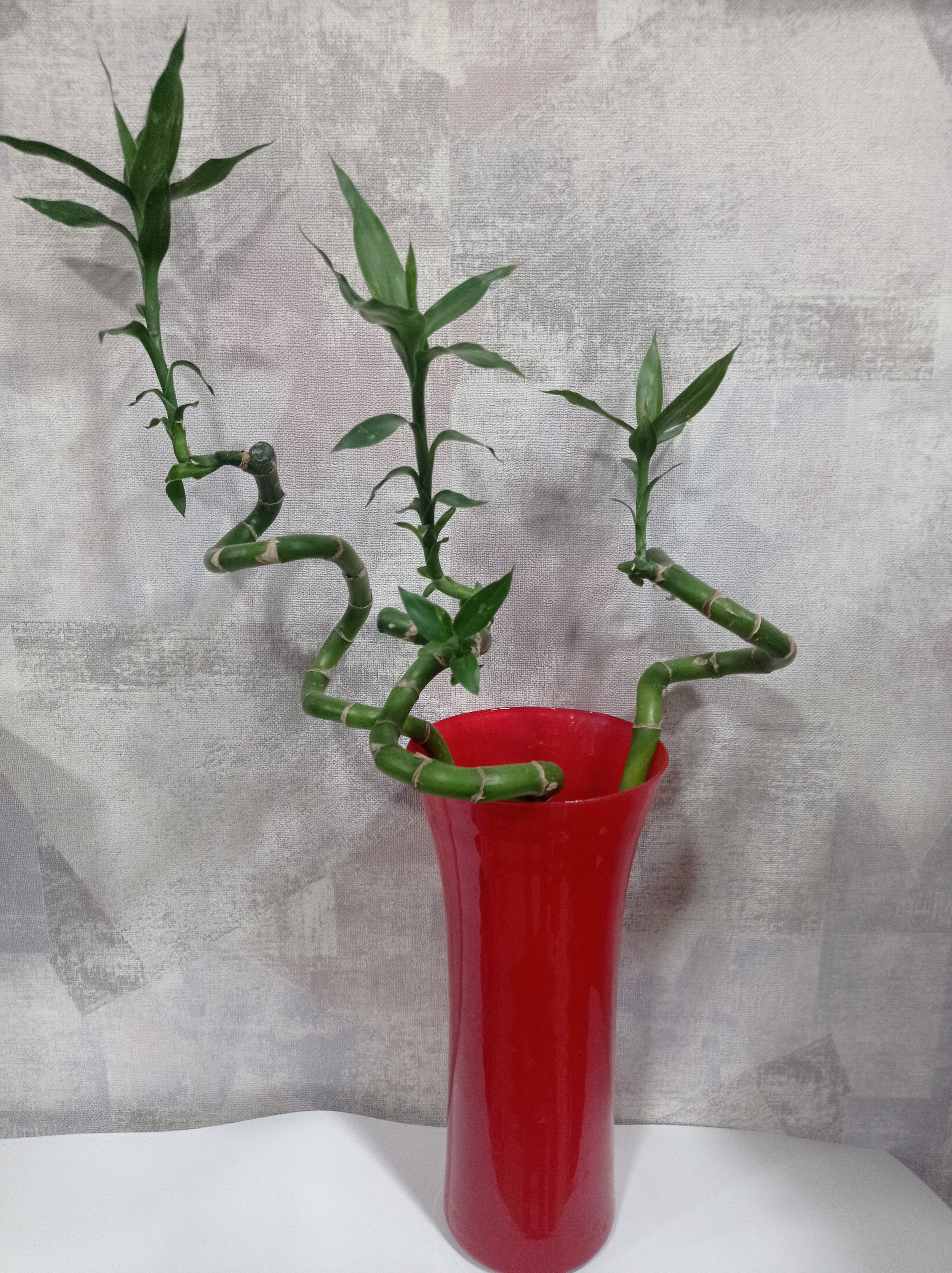 Şans Bambusu 3 dal 40-50 cm