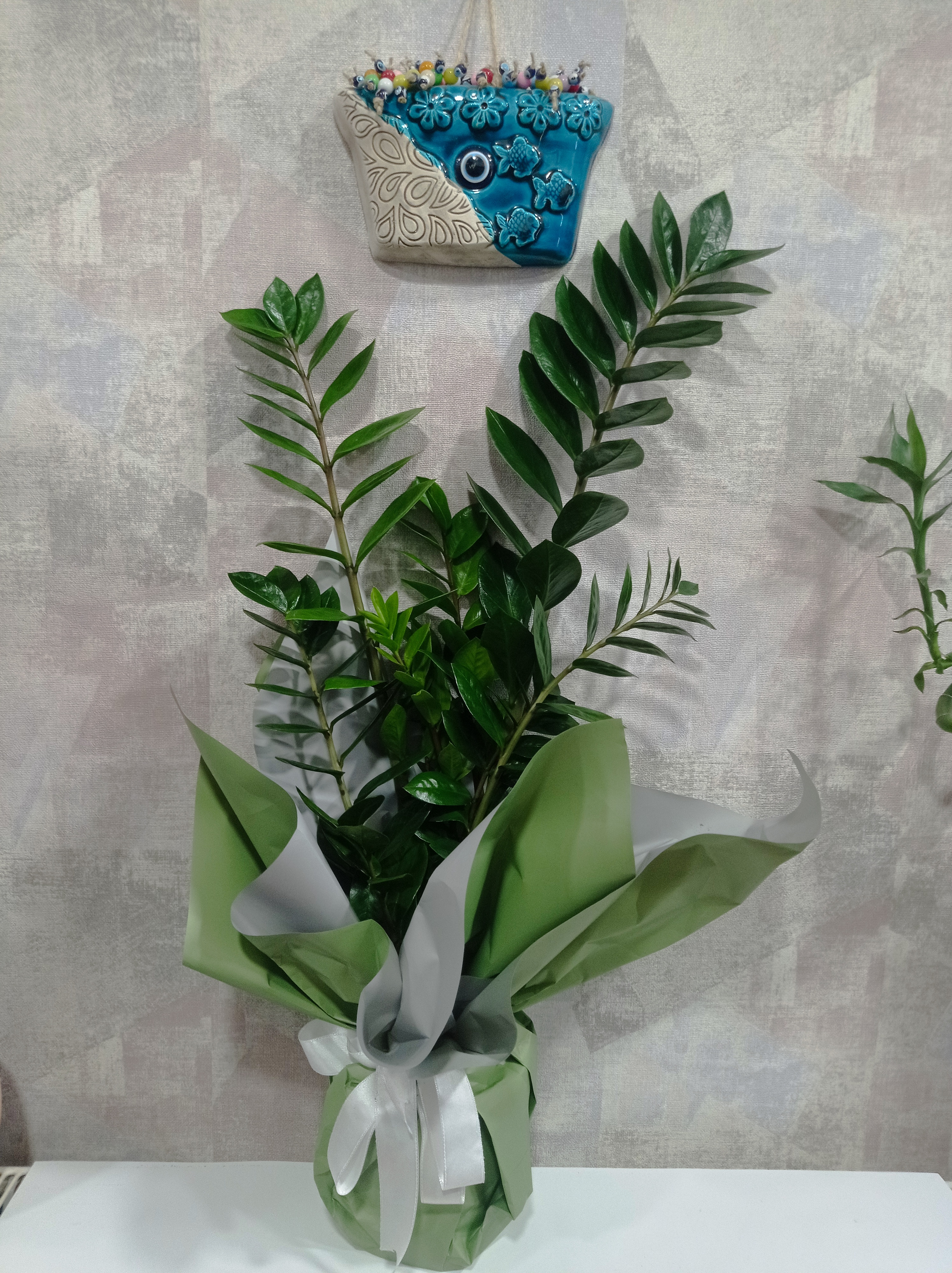 Zamia Bitkisi Zeze Çiçeği 50-60 cm
