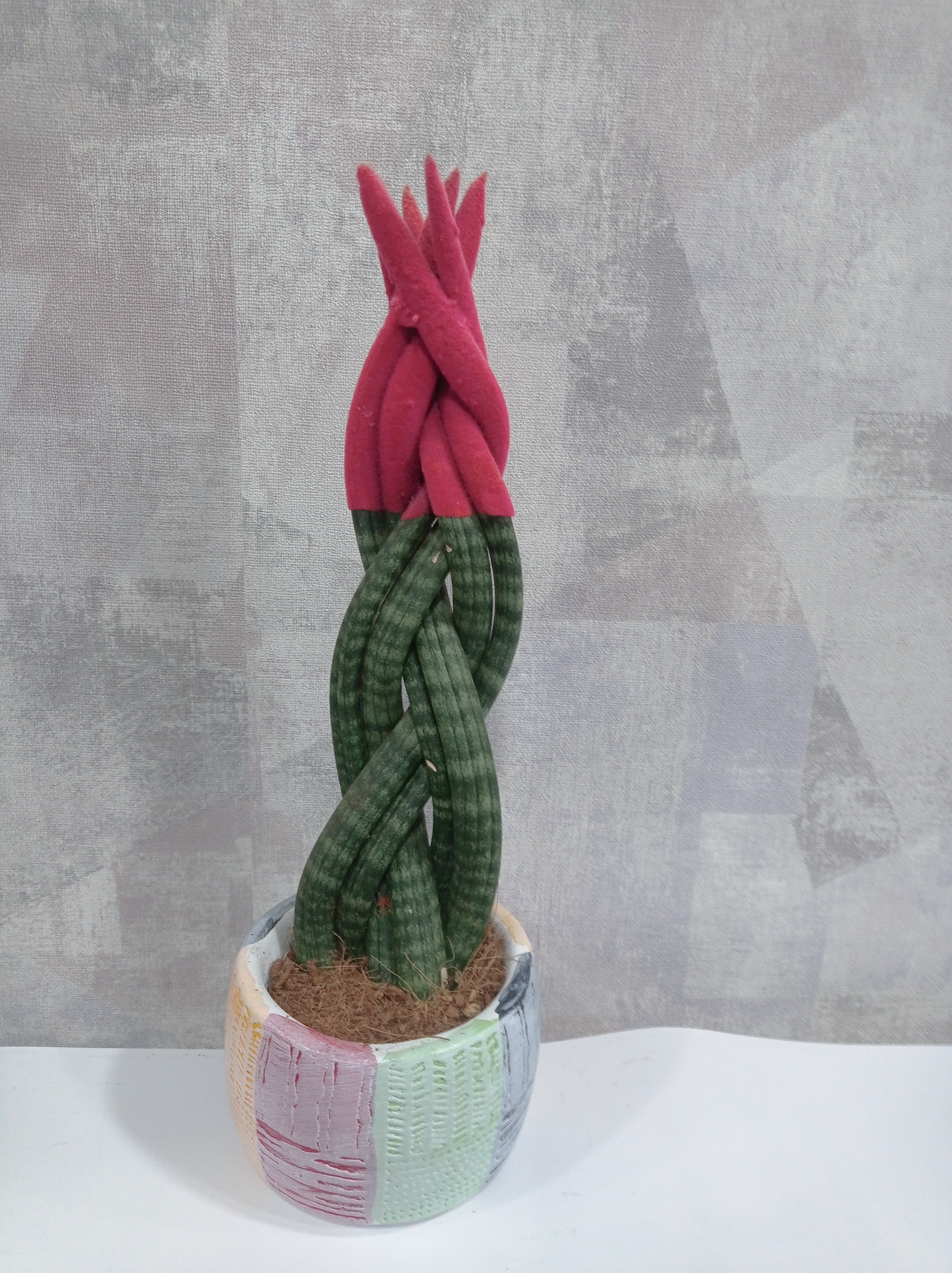Red Sansevieria (Örgülü Paşa Kılıcı)