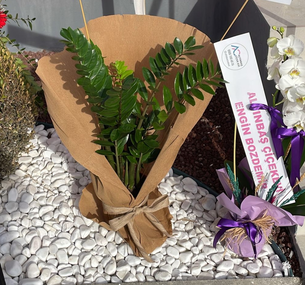 Zamia Bitkisi Zeze Çiçeği 50-60 cm